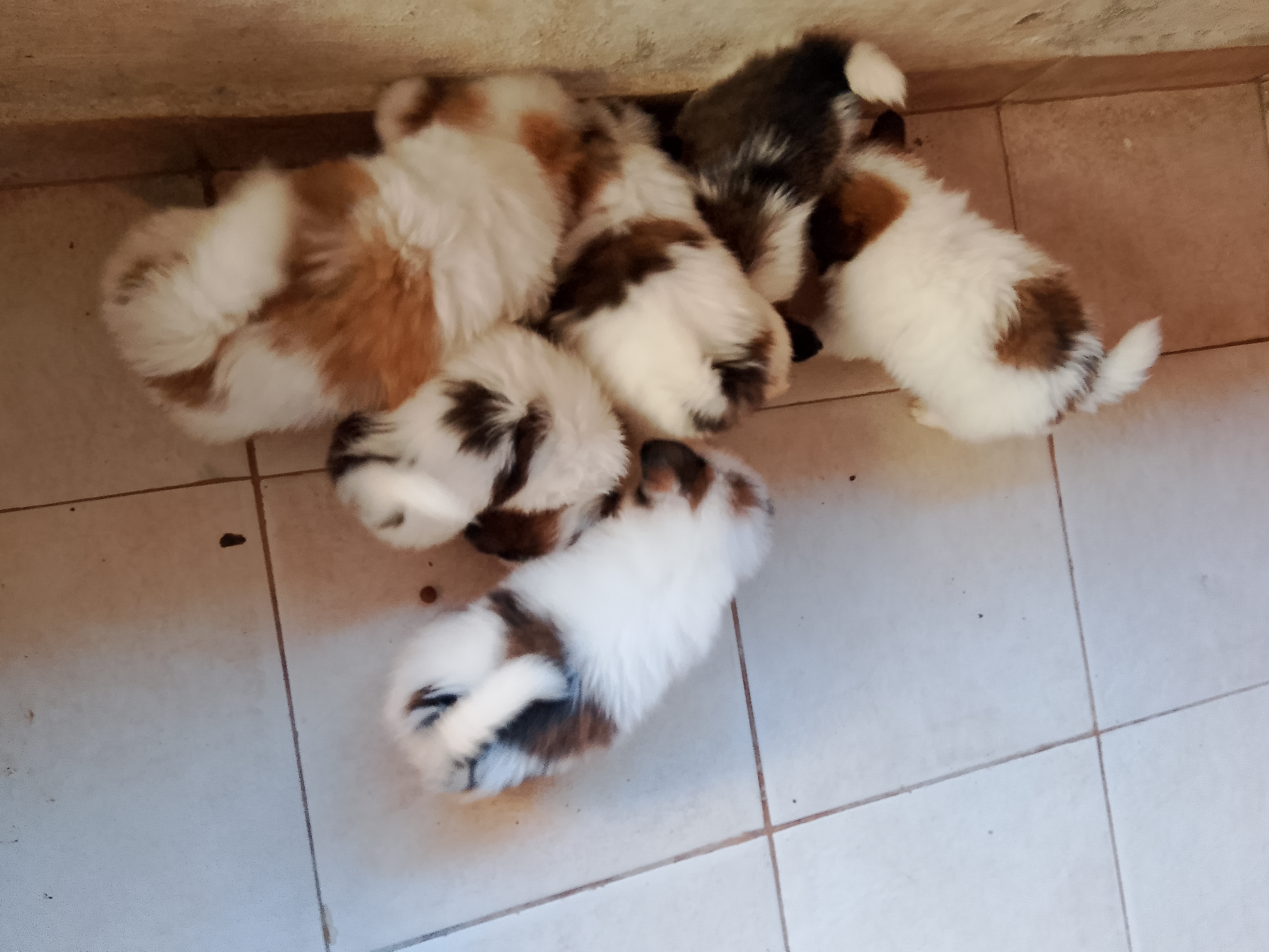 Portal Adocão Filhotes de Shih tzu! Cabo Frio