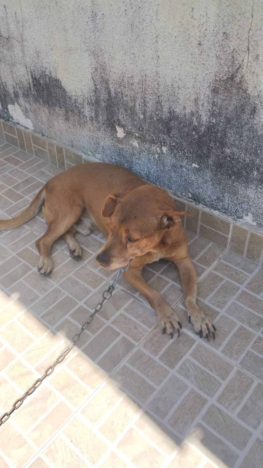 Portal Adocão Doasse cachorro  Ponta Grossa