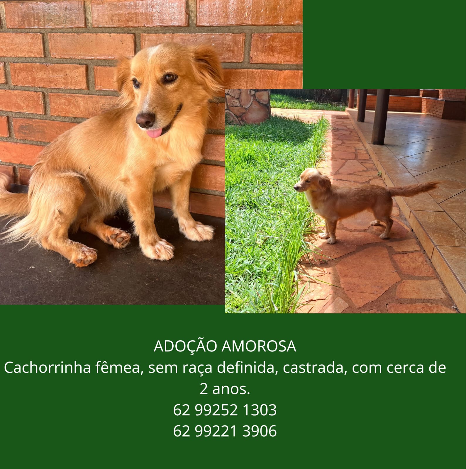 Portal Adocão Doação de cachorrinha já castrada e vacinada Goiânia