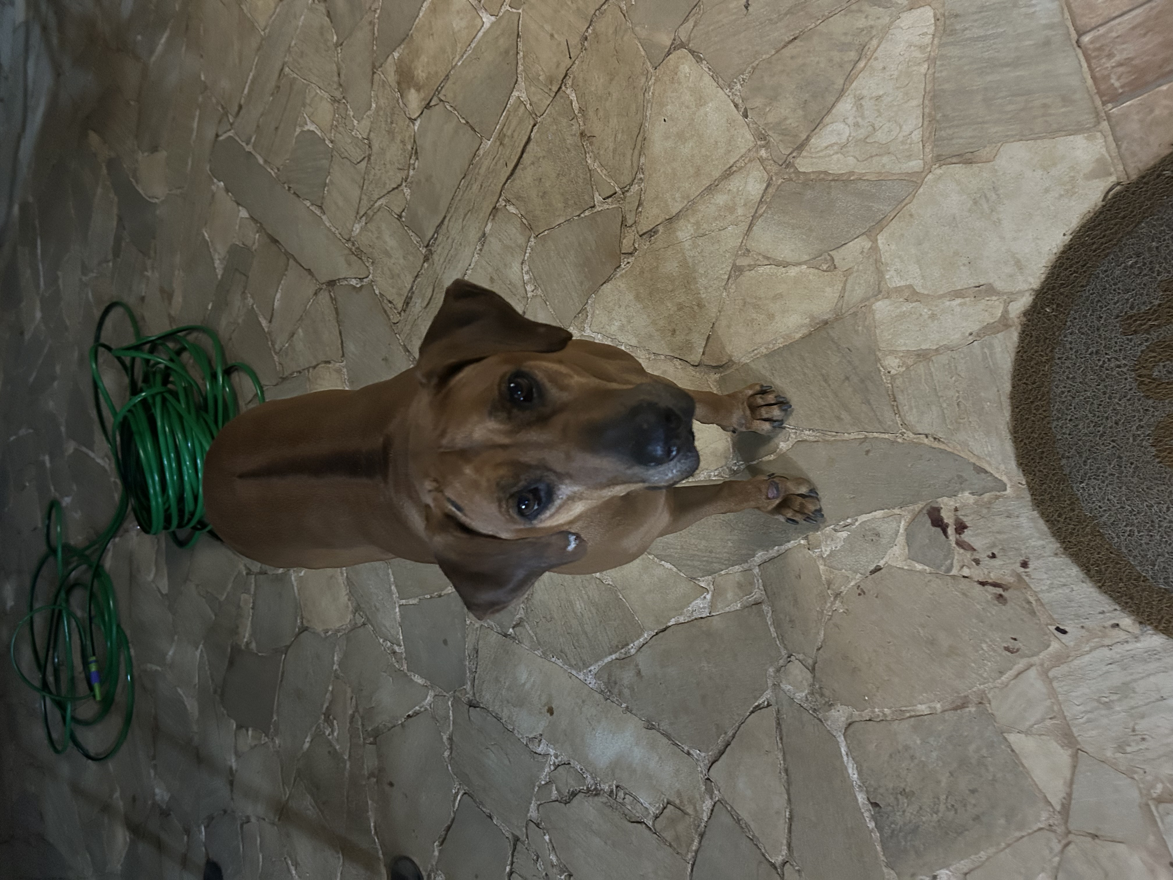 Portal Adocão Adoção Raça Rhodesiar Ridgeback fêmea  Petrópolis