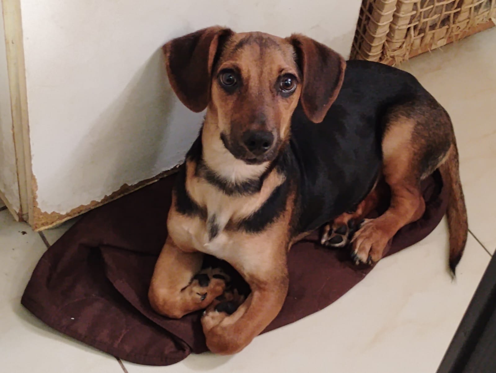 Portal Adocão Filhote de Cachorro para adoção urgente Rio de Janeiro