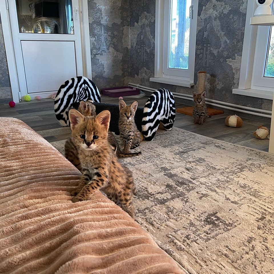 Portal Adocão Adoráveis ​​gatinhos Serval, Caracal e Savannah disponíveis Rio de Janeiro