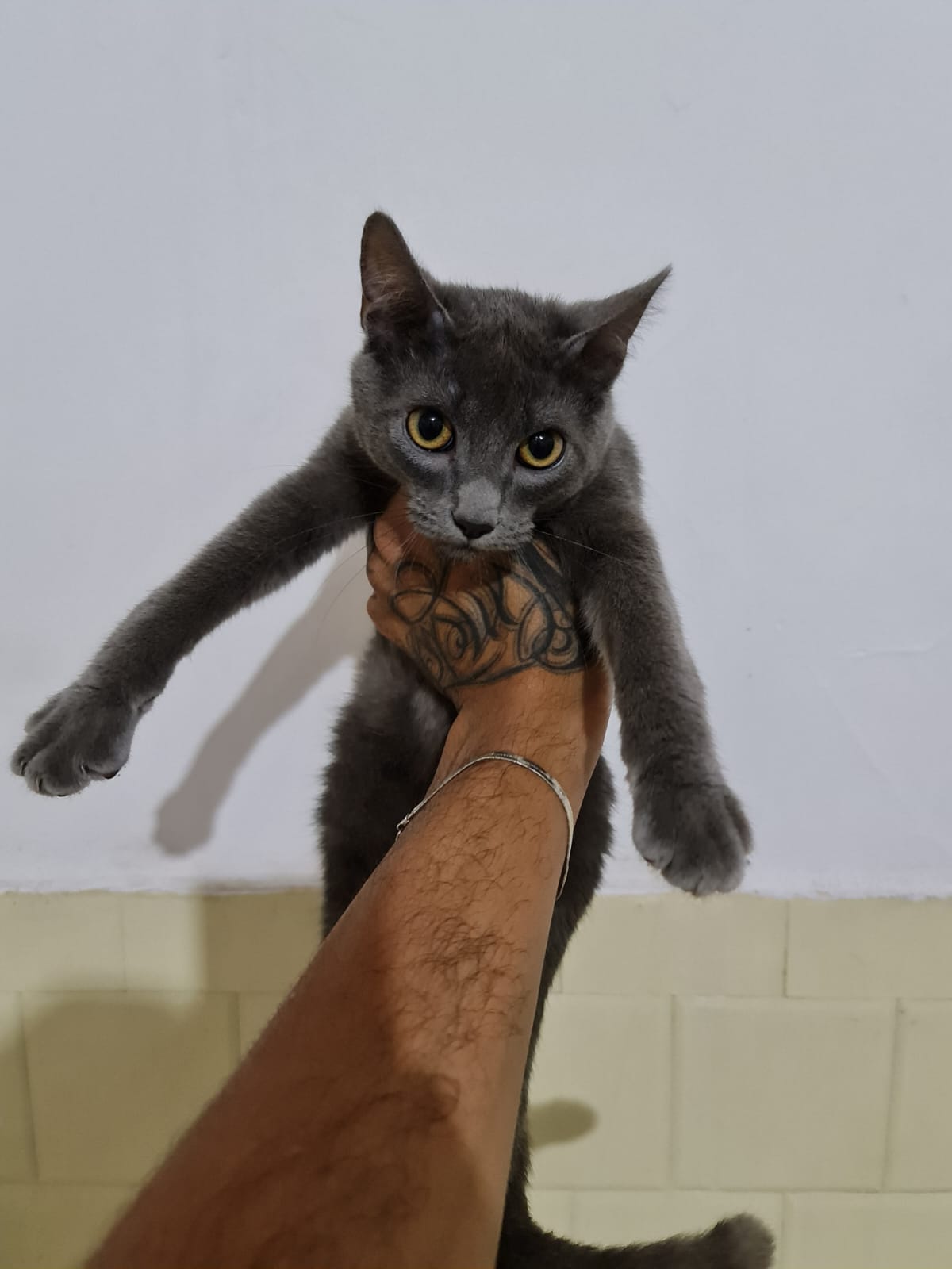 Portal Adocão Gatinhos explorando por um carinho  São Paulo 
