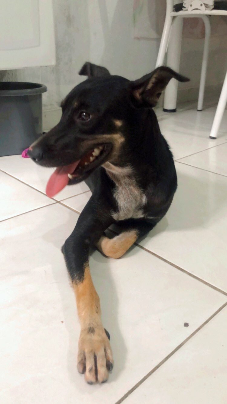 Portal Adocão Doção de pet  Fortaleza 