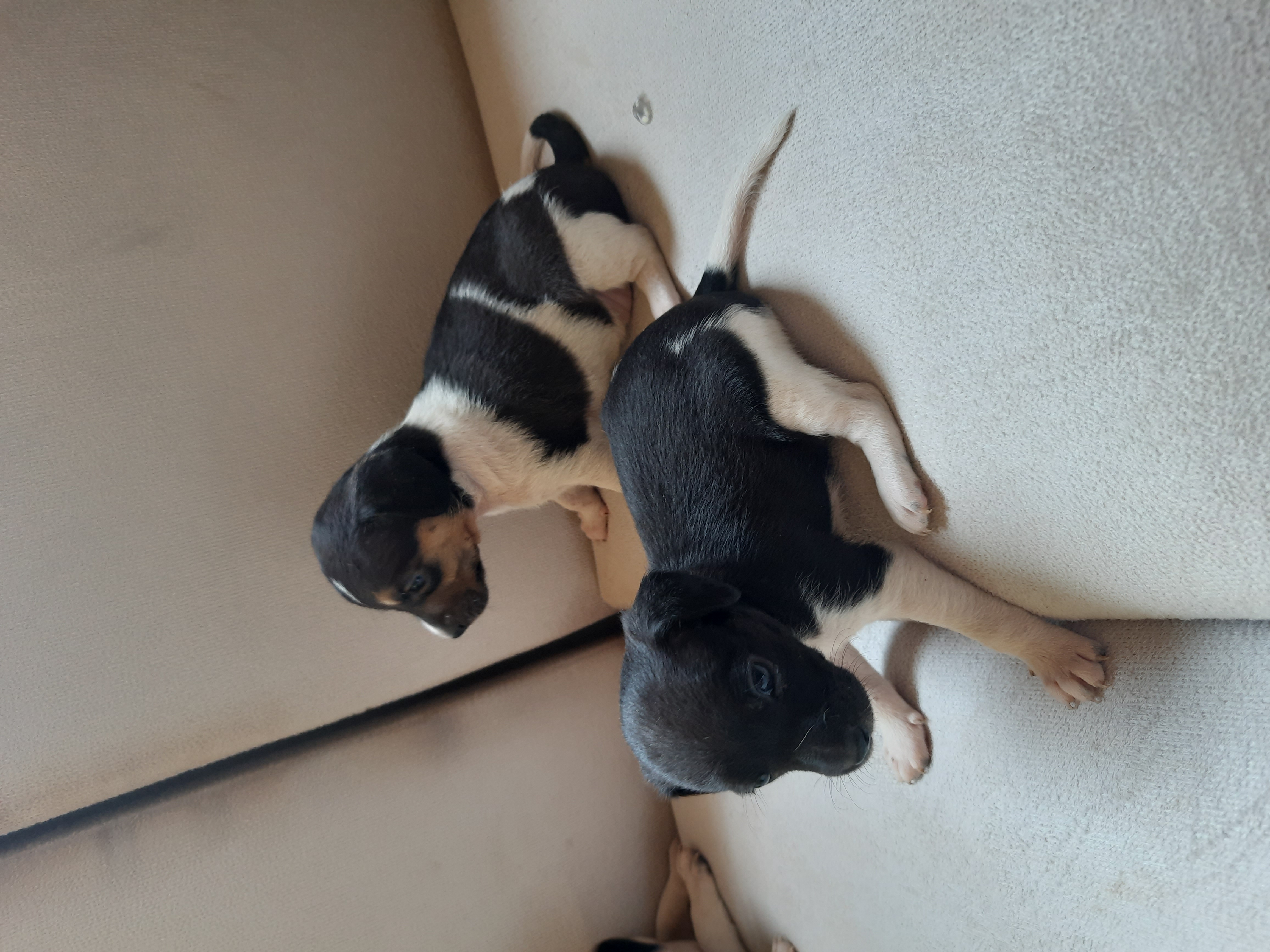 Portal Adocão Adoção de animais  Anápolis
