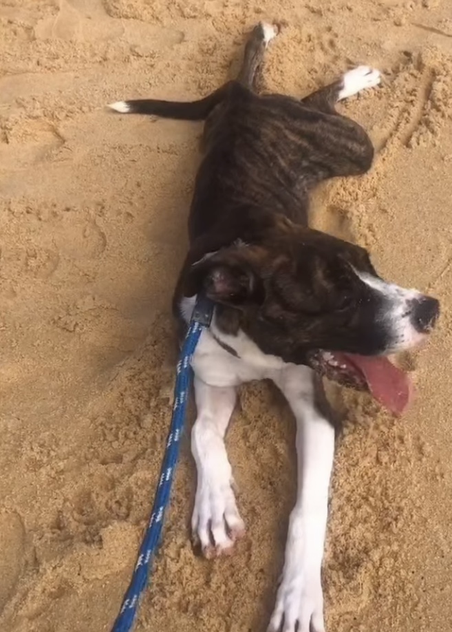 Portal Adocão Doação Lindo filhote de Boxer Guarapari 