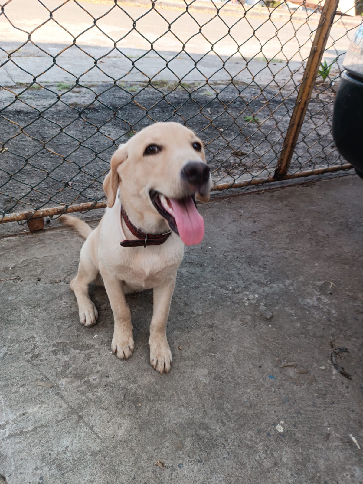 Portal Adocão Doa-se Labrador Femea Salvador