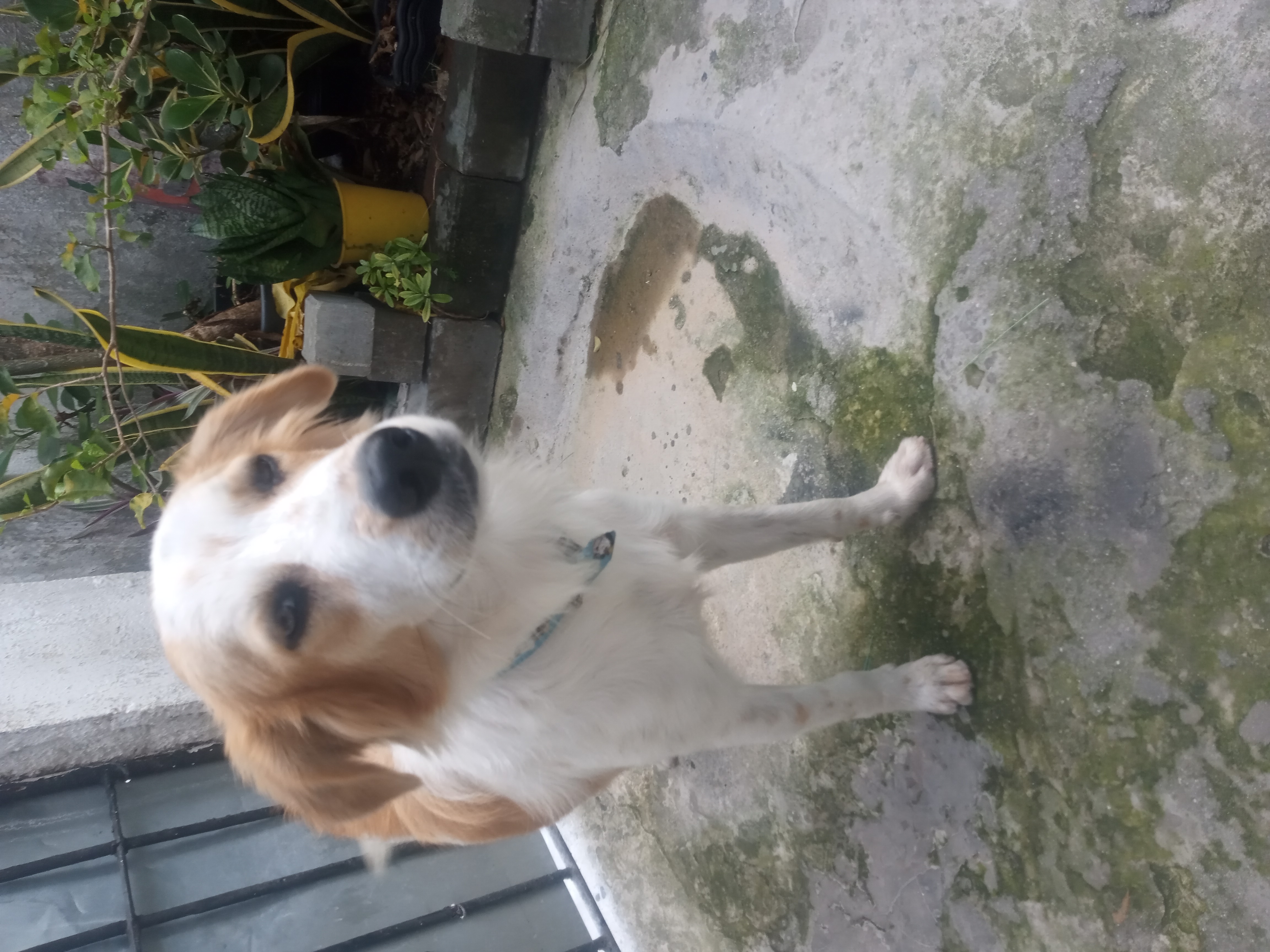 Portal Adocão Cachorro pra ser adotado Recife