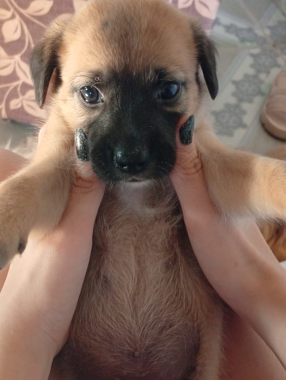 Portal Adocão Cãozinhos adoráveis  Paulista