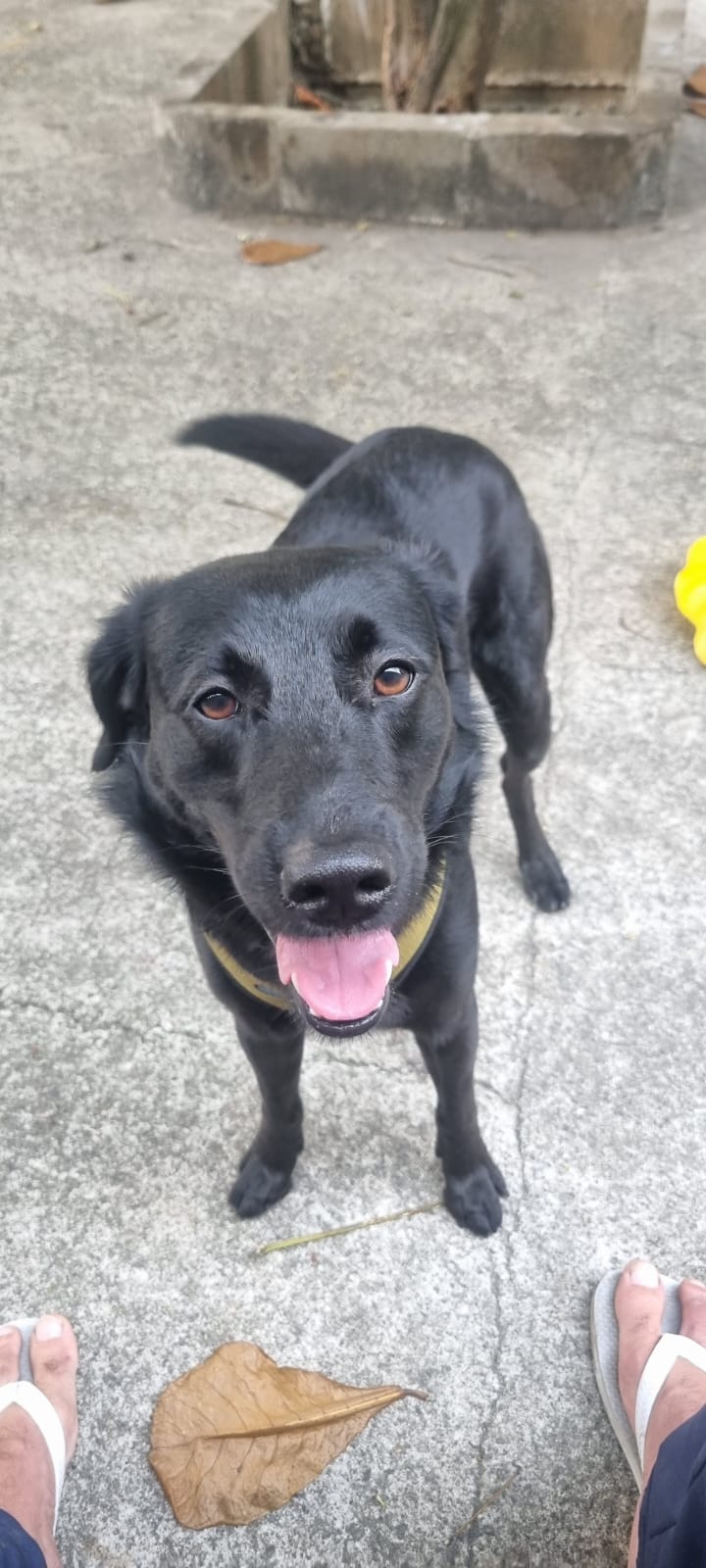 Portal Adocão Doação de cachorro SRD preto - Alegre e ótimo com criançask Rio de Janeiro
