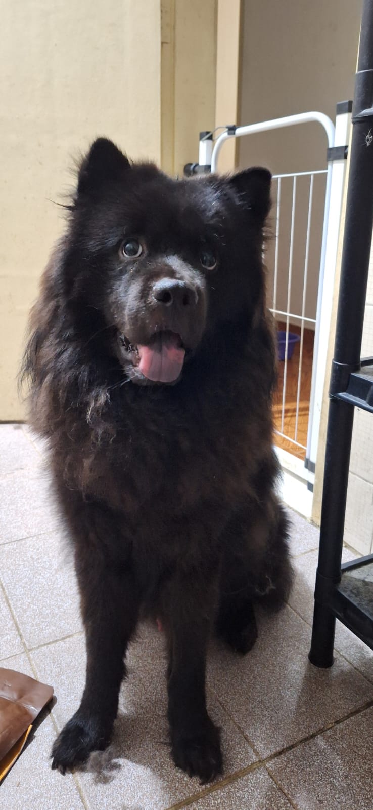 Portal Adocão Chow-chow Ozzy buscando novo lar URGENTE Duque de Caxias