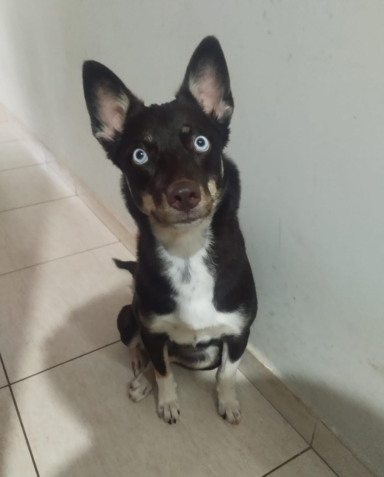 Portal Adocão Doação  Samambaia 