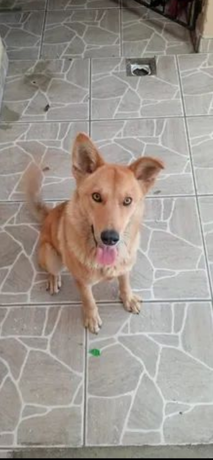 Portal Adocão Doa-se cachorra filhote Curitiba 