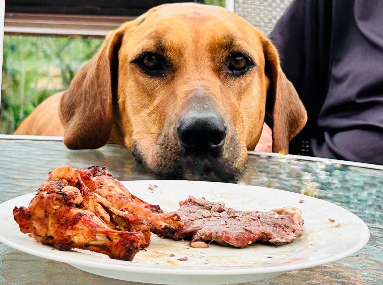 Portal Adocão Adoção Raça Rhodesiar Ridgeback fêmea  Petrópolis
