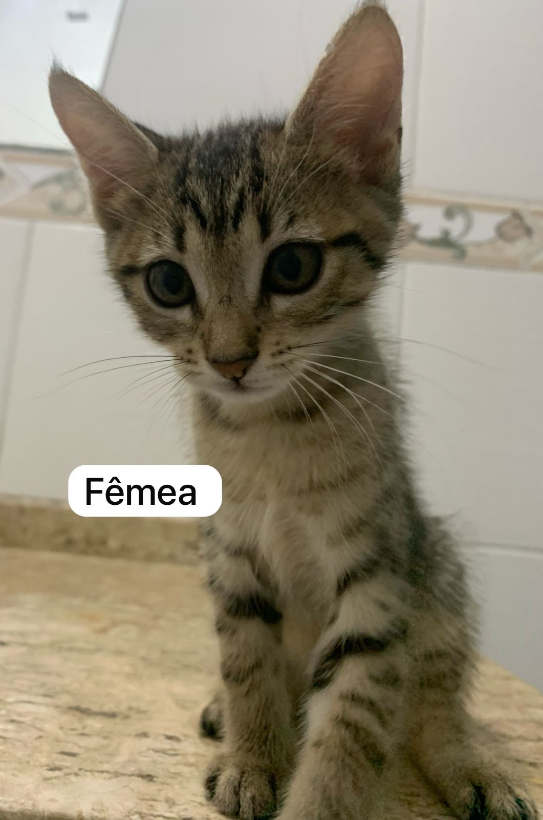Portal Adocão Doação de gatinhos Rio de Janeiro 