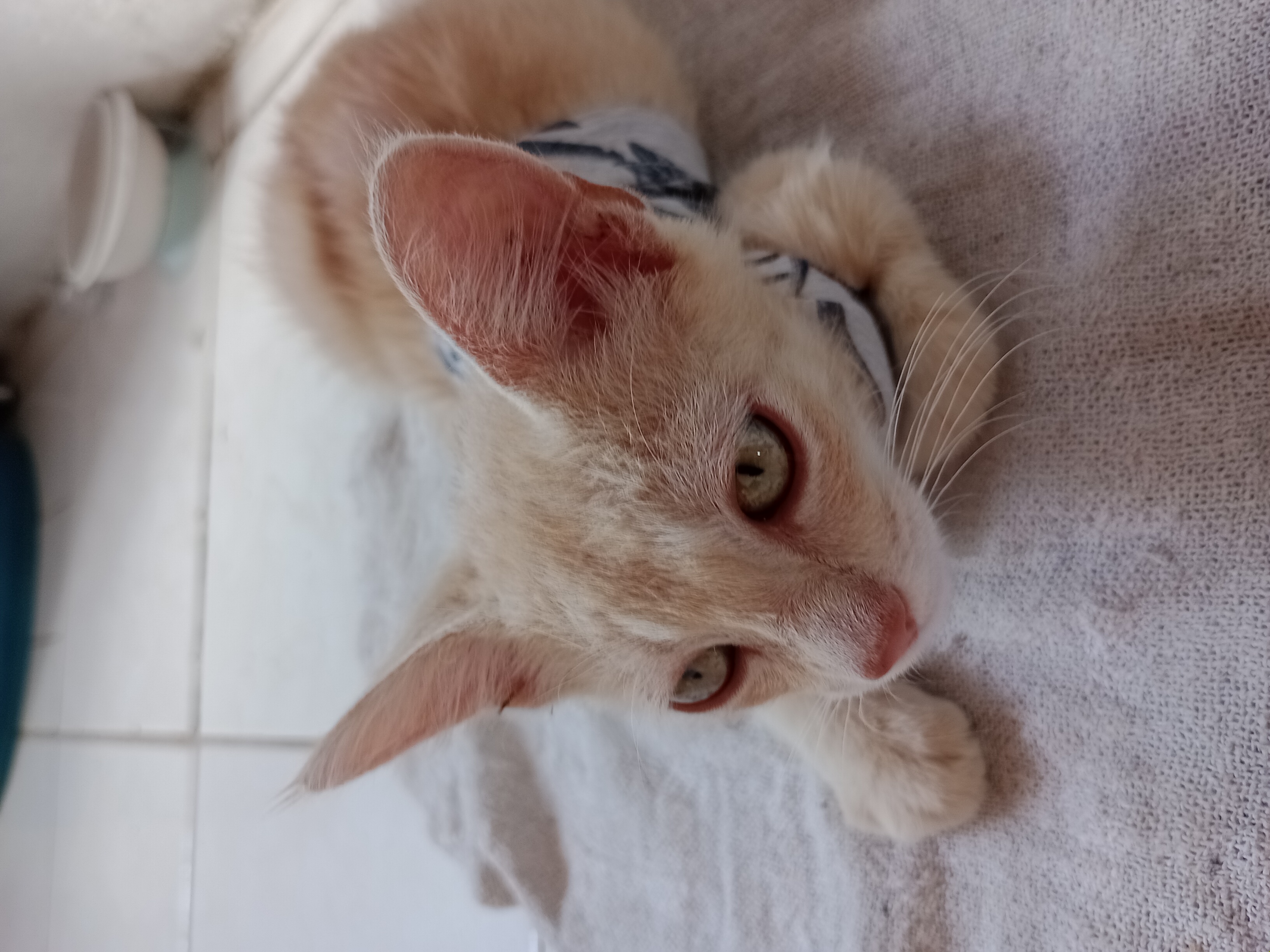 Portal Adocão Gato menino para adoção  Caruaru