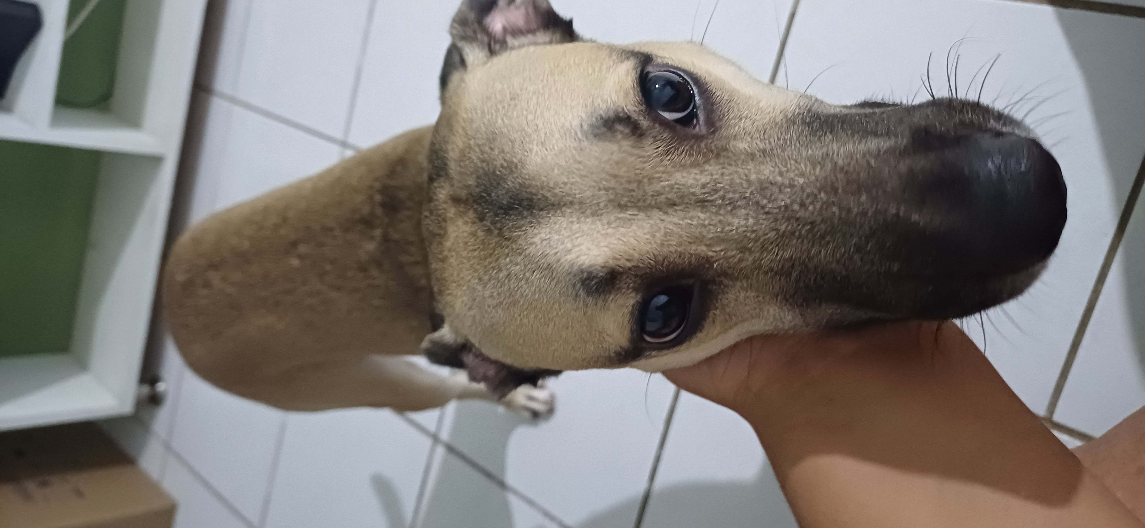 Portal Adocão Doação de cachorro de 1 ano Recife