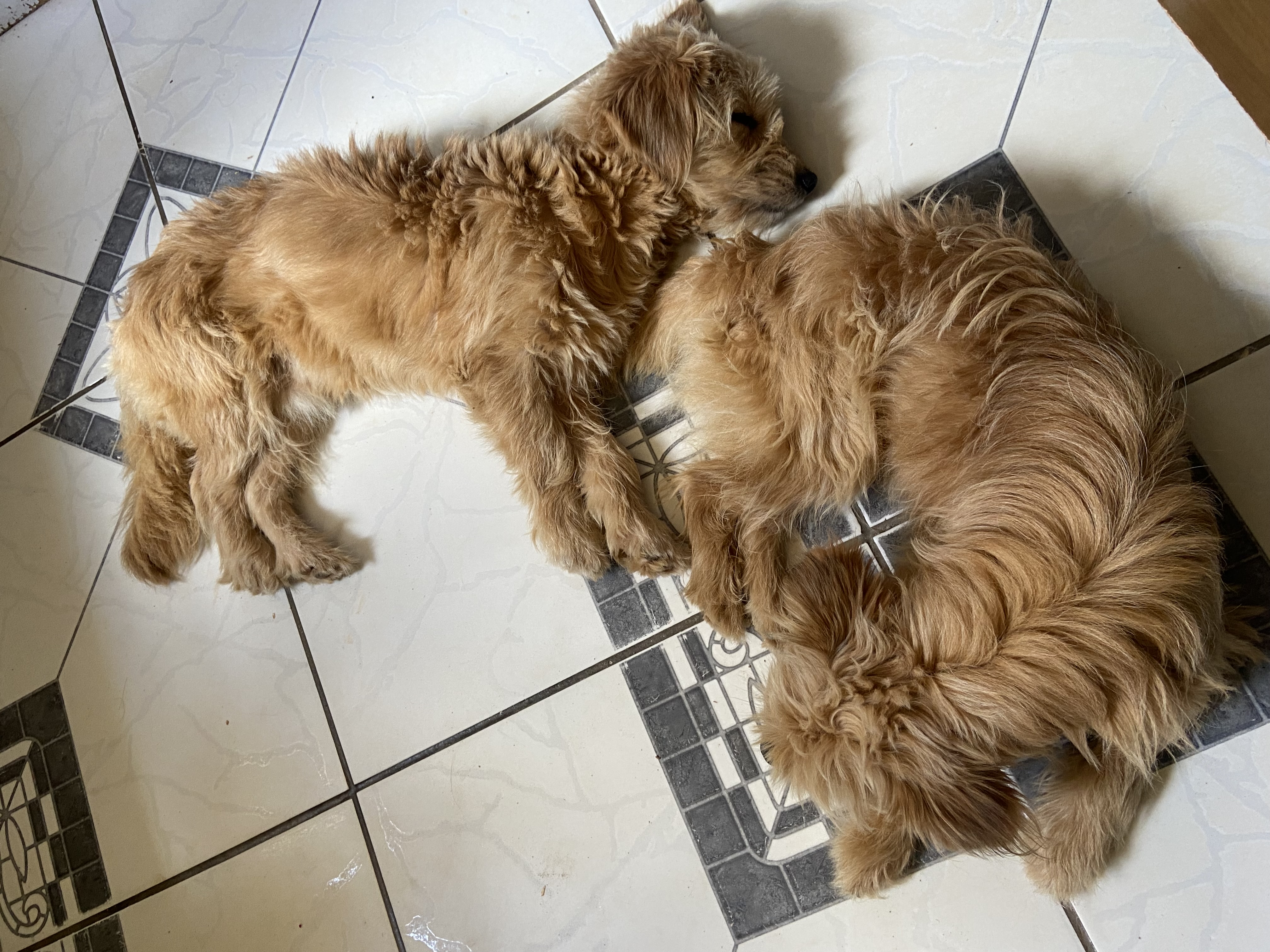Portal Adocão Três cachorros para doação  Belo horizonte