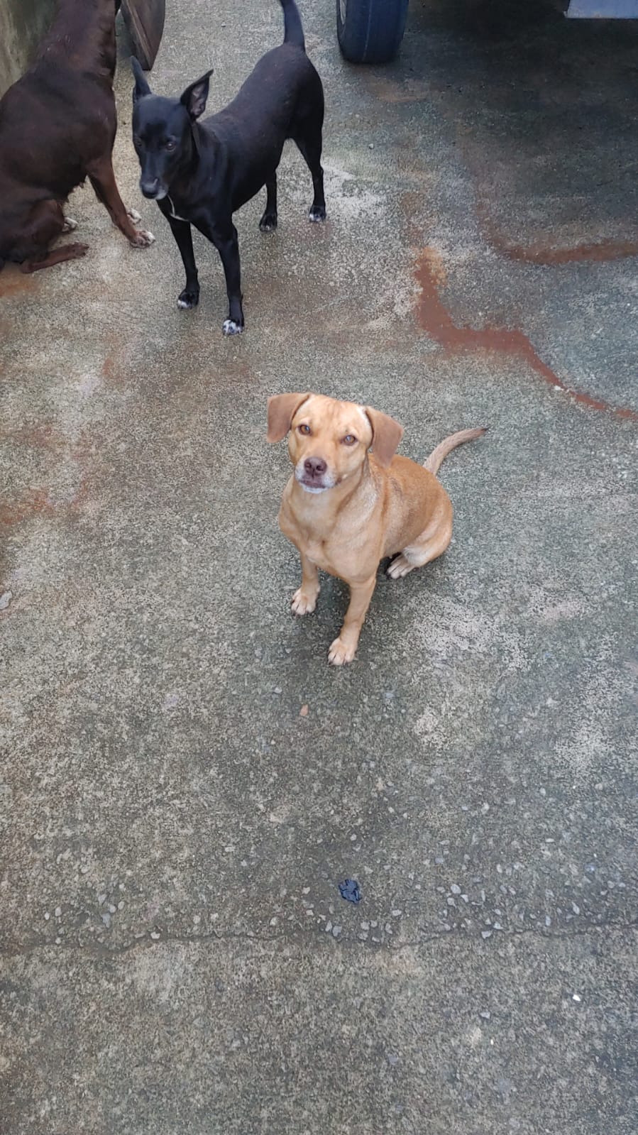 Portal Adocão Cachorros para doação Serra