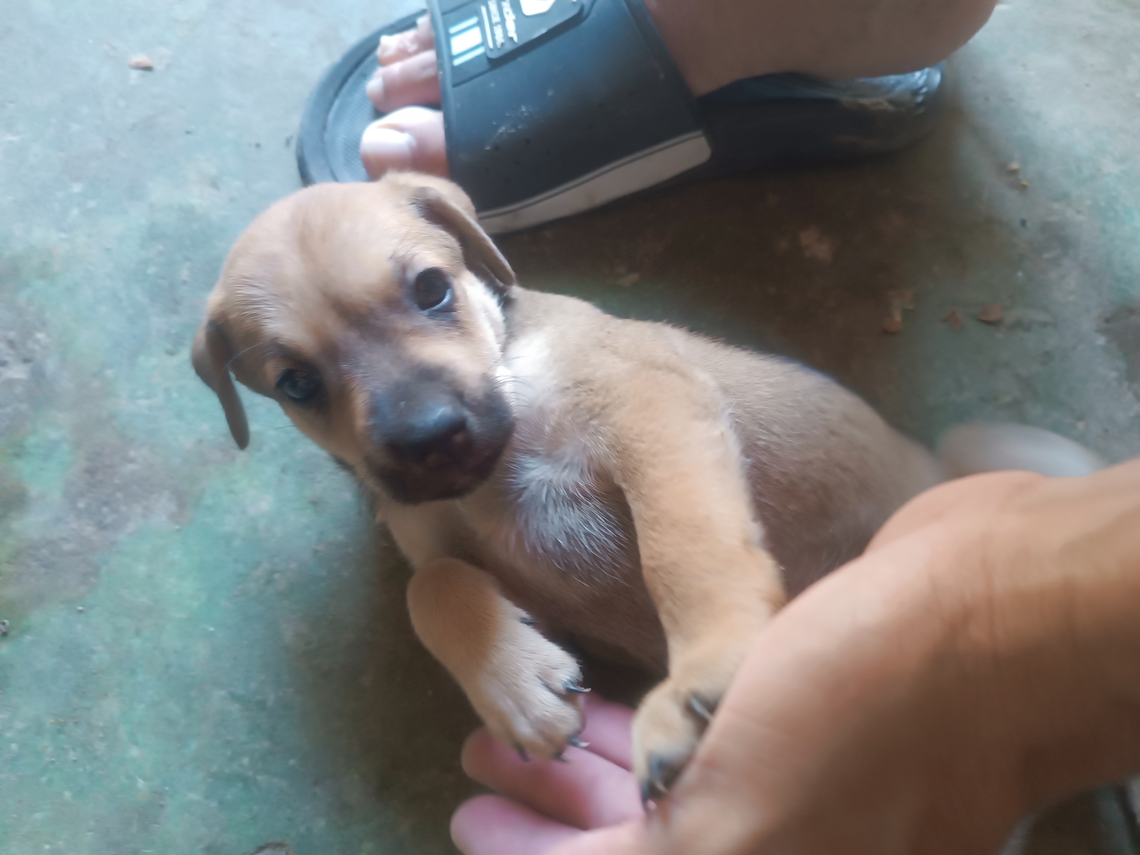 Portal Adocão Cachorrinha para adoção  FORTALEZA