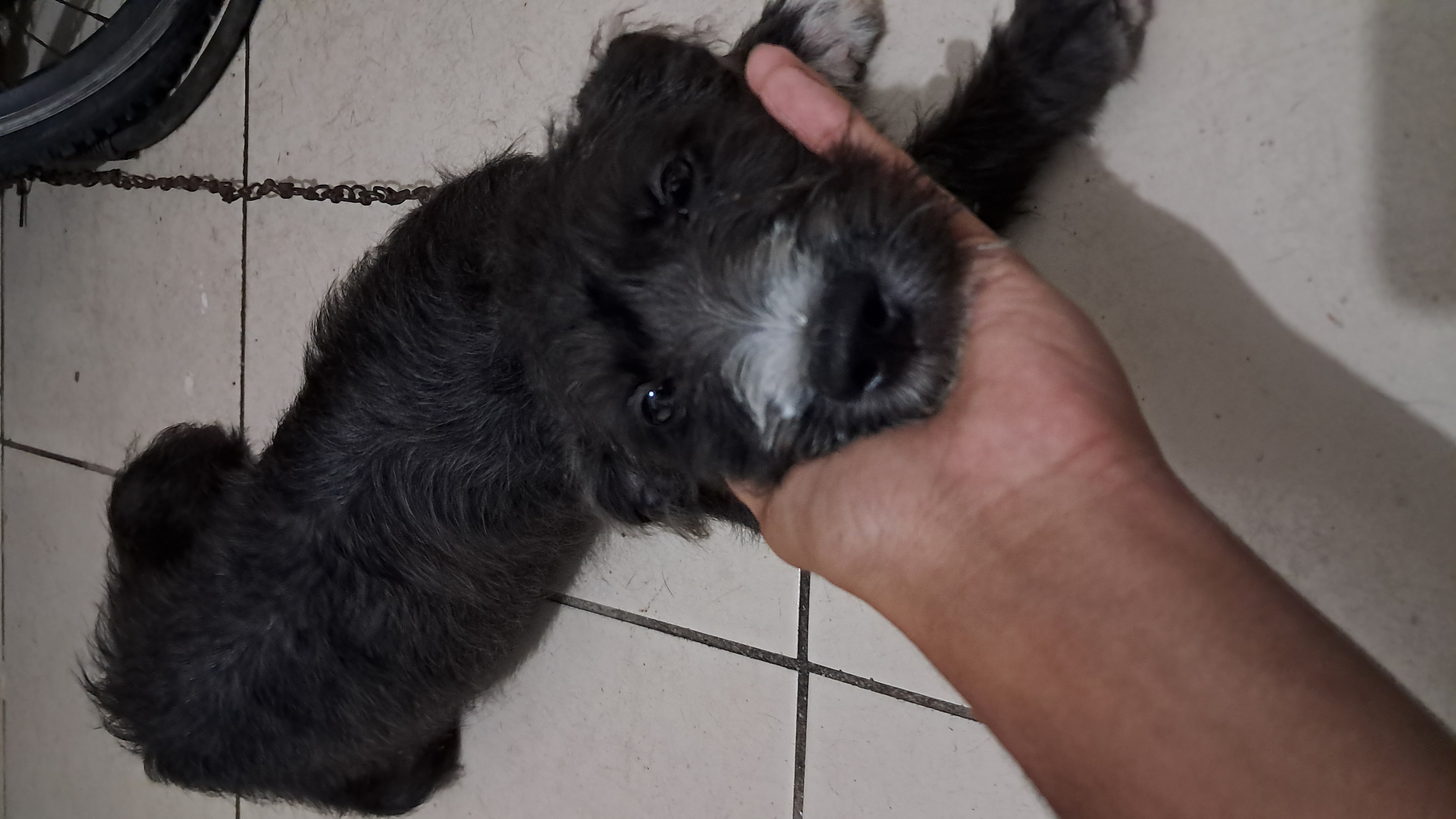 Portal Adocão Cachorrinho Vira-Lata Fortaleza